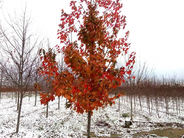 四、購置我們的紅楓后，成活率怎么樣？