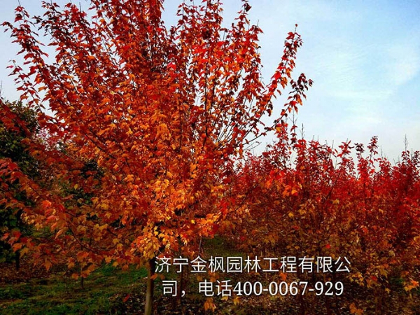 三、購買(mǎi)我們紅楓具體流程是怎么進(jìn)行的？