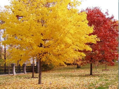 一、我們的紅楓為何能保障在同類(lèi)產(chǎn)品中價(jià)錢(qián)低？
